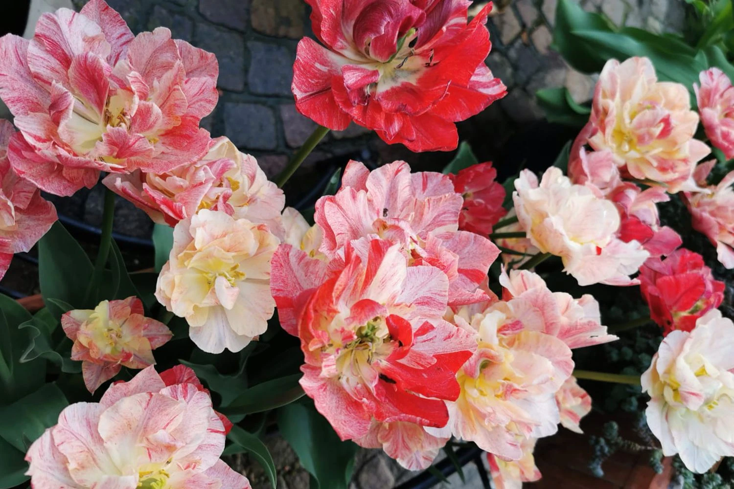 Tulpenmischung 'Peptalk' (Garten-Tulpenmischung) 4 Tulpenmischung 'Peptalk' (Garten-Tulpenmischung) – Bild 2