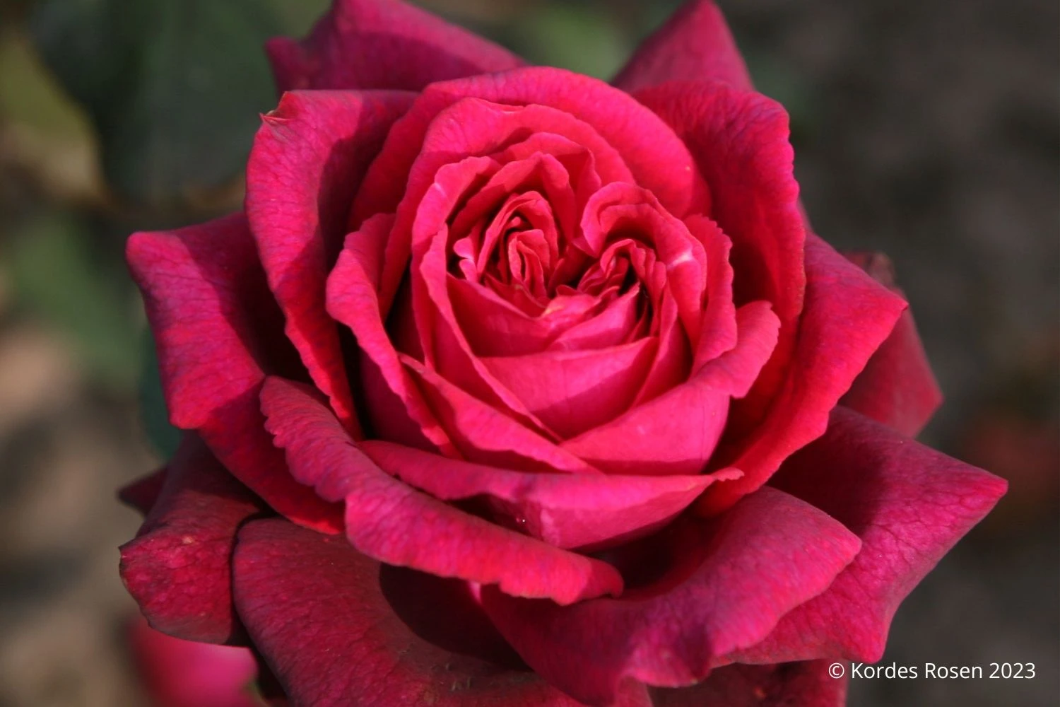 Rose 'Gräfin Diana' (Edelrose) 3 Rose 'Gräfin Diana' (Edelrose)