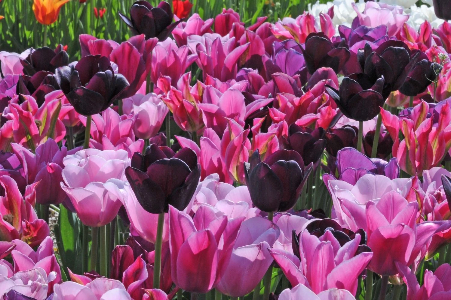 Tulpenmischung 'Cuvée' (Garten-Tulpenmischung) 3 Tulpenmischung 'Cuvée' (Garten-Tulpenmischung)