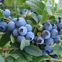 Vaccinium Corymbosum 'Elizabeth' (Kultur-Heidelbeere)