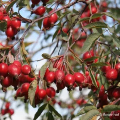 Rose Glauca (Hechtrose) -Gartenpflanzen Verkaufsladen 21710 Rose 20glauca Hechtrose 3