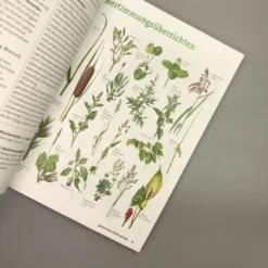 Wildpflanzen Neu Entdecken (Scherf & Caspari) 8 Wildpflanzen Neu Entdecken (Scherf & Caspari) -Gartenpflanzen Verkaufsladen 23318 Wildpflanzen 20neu 20entdecken Scherf 20 20Caspari 4