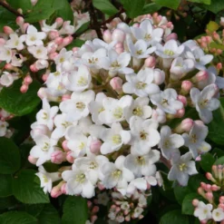 Viburnum Burkwoodii (Oster-Schneeball)
