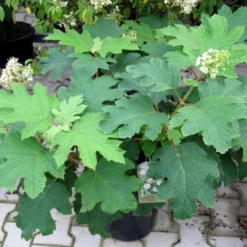Hydrangea Quercifolia 'Snowflake' (Eichblatthortensie) 6 Hydrangea Quercifolia 'Snowflake' (Eichblatthortensie) -Gartenpflanzen Verkaufsladen 26213 Hydrangea 20quercifolia 20Snowflake Eichblatthortensie 2 3c3ab946 dfe1 47dd 83c6 1aad15e05347