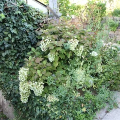 Hydrangea Quercifolia 'Snowflake' (Eichblatthortensie) 7 Hydrangea Quercifolia 'Snowflake' (Eichblatthortensie) -Gartenpflanzen Verkaufsladen 26213 Hydrangea 20quercifolia 20Snowflake Eichblatthortensie 3 a61cacee 0d17 41dd b193 c78451a21a06