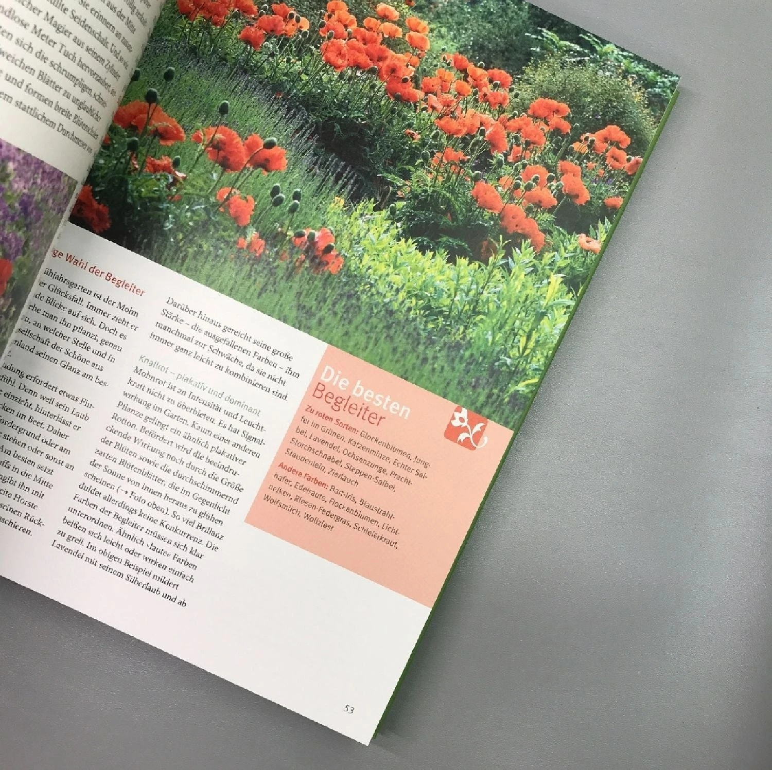 Ganzjährig Attraktive Beete (Ute Bauer) 6 Ganzjährig Attraktive Beete (Ute Bauer) – Bild 4