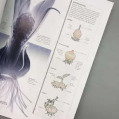 Flora (Wunderwelt Der Pflanzen) -Gartenpflanzen Verkaufsladen 27612 Flora Wunderwelt 20der 20Pflanzen 6