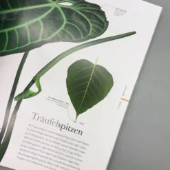 Flora (Wunderwelt Der Pflanzen) -Gartenpflanzen Verkaufsladen 27612 Flora Wunderwelt 20der 20Pflanzen 7