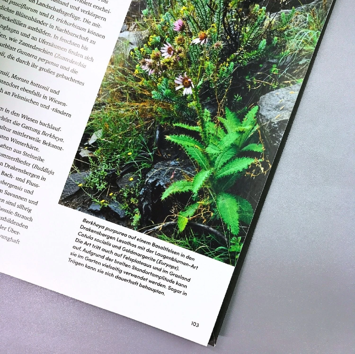 Wild Garden (Sven Nürnberger) 4 Wild Garden (Sven Nürnberger) – Bild 2