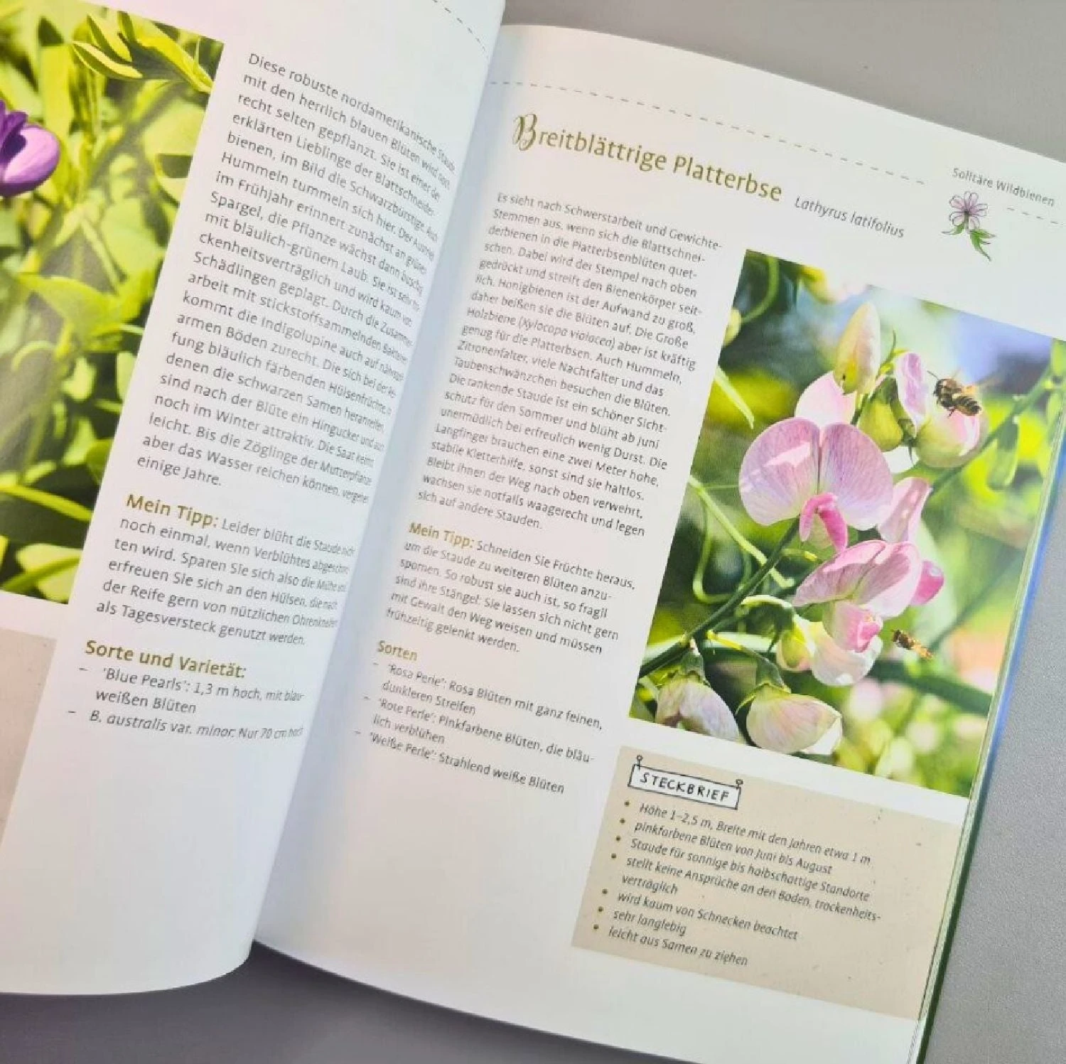 Mein Bienengarten, Erweiterte Auflage (Elke Schwarzer) 7 Mein Bienengarten, Erweiterte Auflage (Elke Schwarzer) – Bild 5