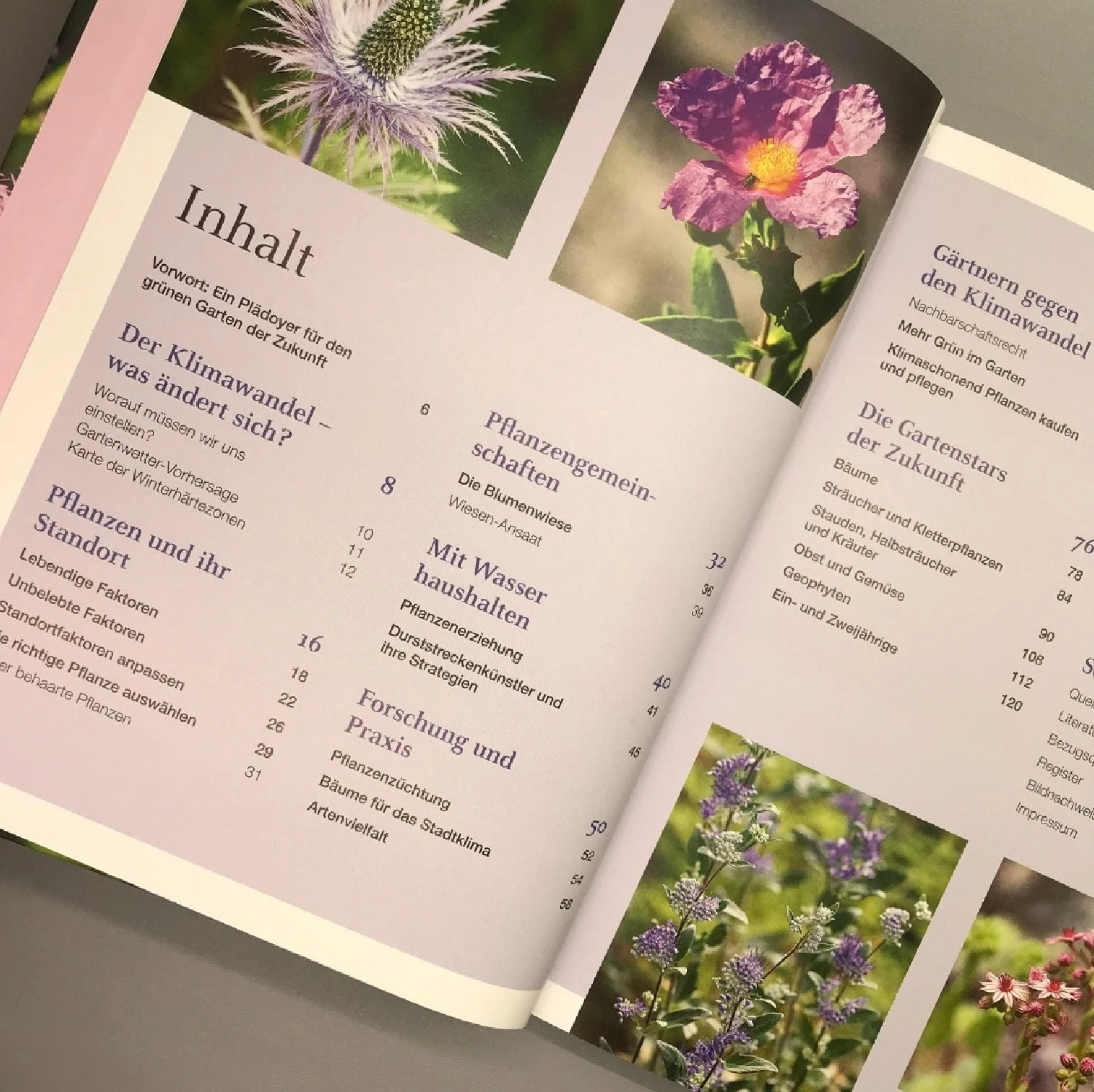 Robuste Schönheiten Für Den Garten (Ina Timm) 5 Robuste Schönheiten Für Den Garten (Ina Timm) – Bild 3