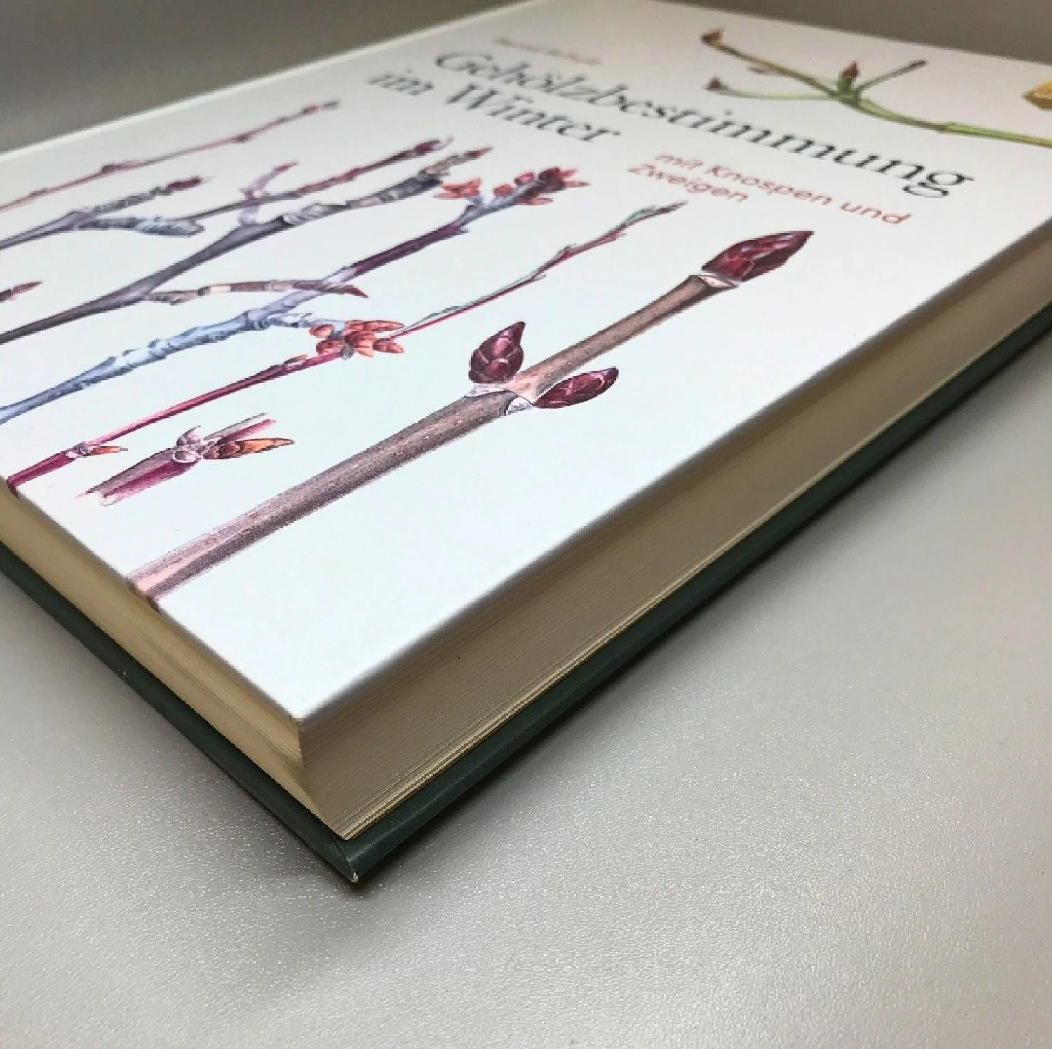 Gehölzbestimmung Im Winter (Bernd Schulz) 3 Gehölzbestimmung Im Winter (Bernd Schulz)