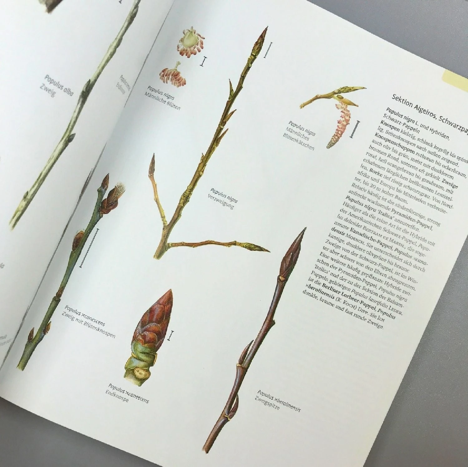 Gehölzbestimmung Im Winter (Bernd Schulz) 4 Gehölzbestimmung Im Winter (Bernd Schulz) – Bild 2