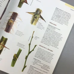 Gehölzbestimmung Im Winter (Bernd Schulz) 10 Gehölzbestimmung Im Winter (Bernd Schulz) -Gartenpflanzen Verkaufsladen 30673 Gehoelzbestimmung 20im 20Winter Bernd 20Schulz 5