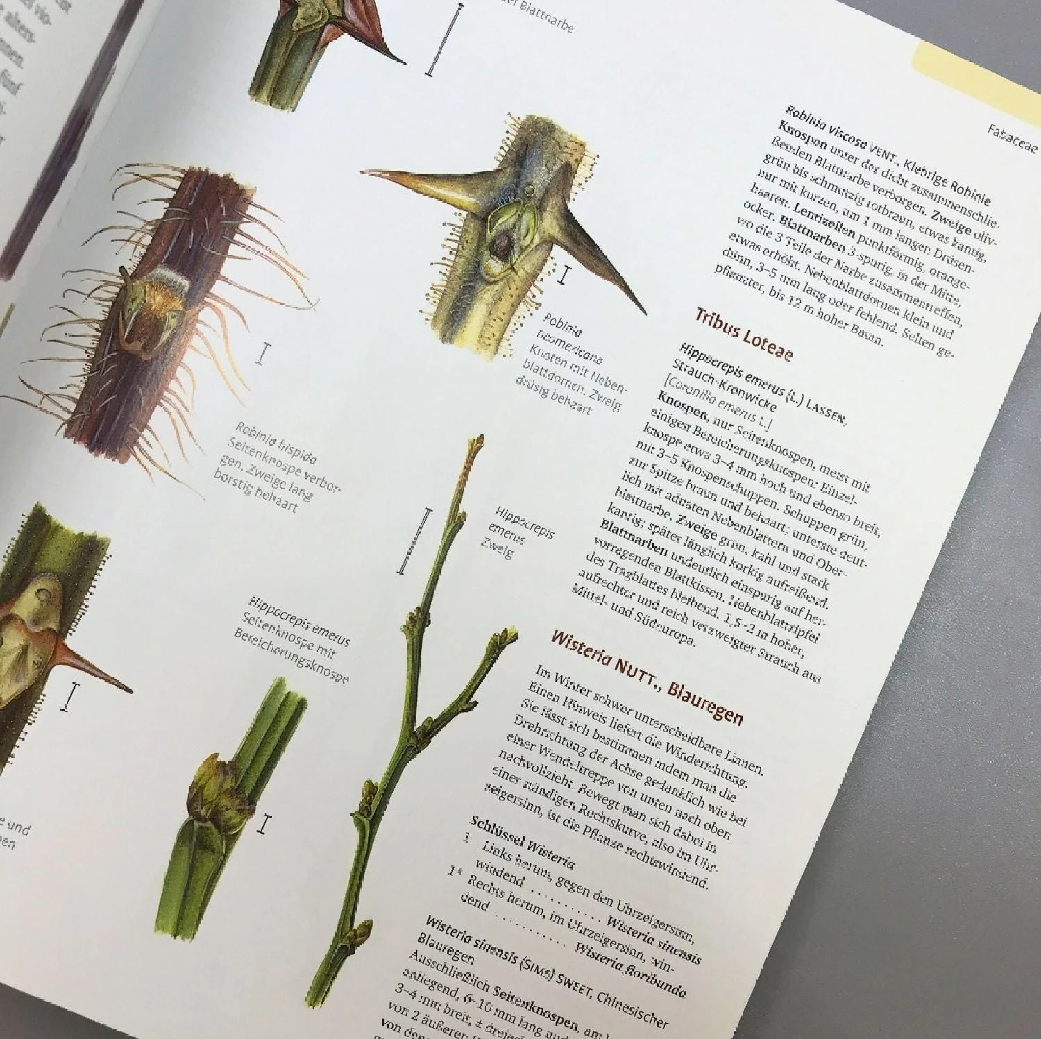 Gehölzbestimmung Im Winter (Bernd Schulz) 6 Gehölzbestimmung Im Winter (Bernd Schulz) – Bild 4