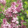 Syringa Meyeri 'Palibin' (Chinesischer Zwergflieder) -Gartenpflanzen Verkaufsladen 31885 Syringa 20meyeri 20Palibin Chinesischer 20Zwergflieder 1
