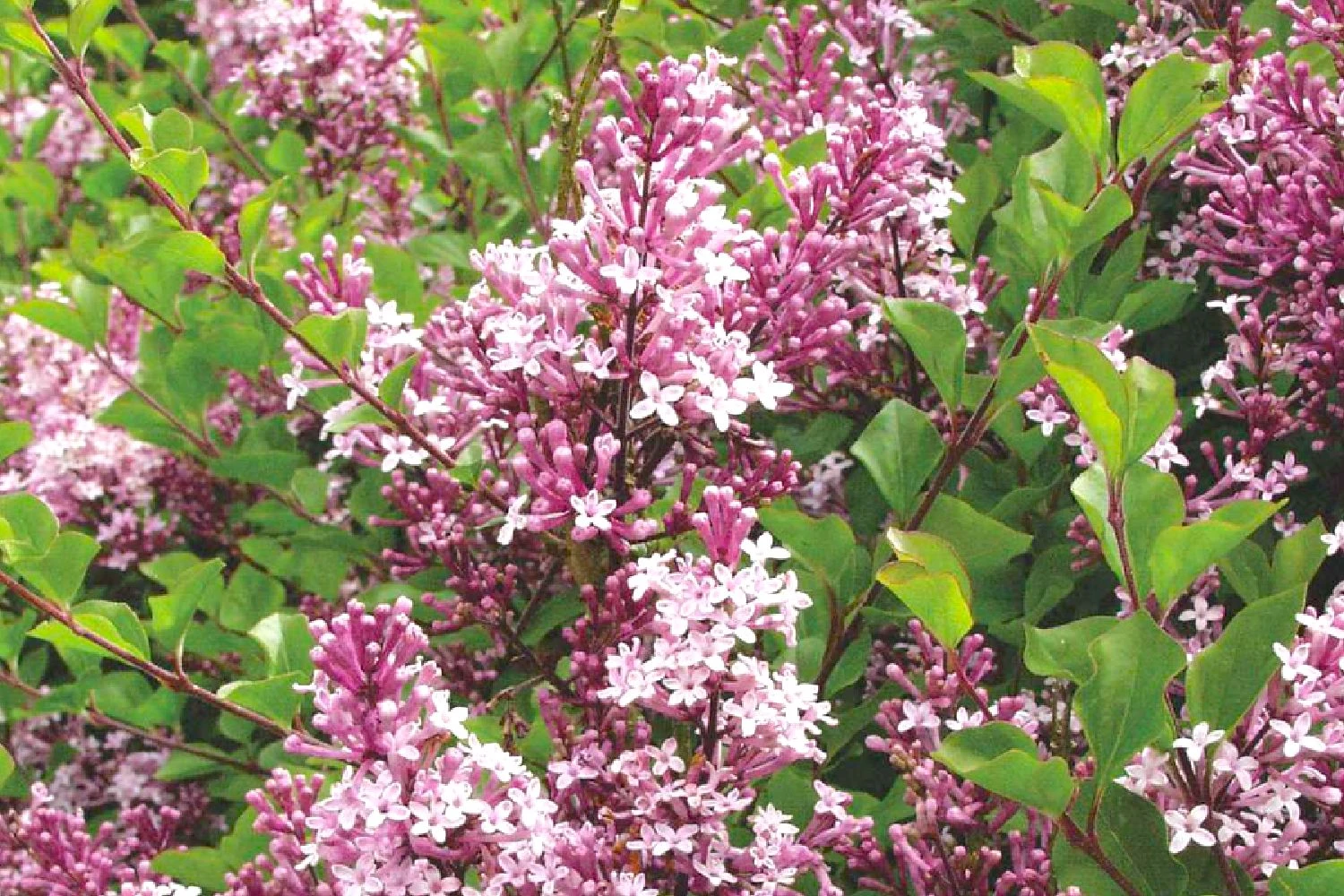 Syringa Meyeri 'Palibin' (Chinesischer Zwergflieder) 3 Syringa Meyeri 'Palibin' (Chinesischer Zwergflieder)