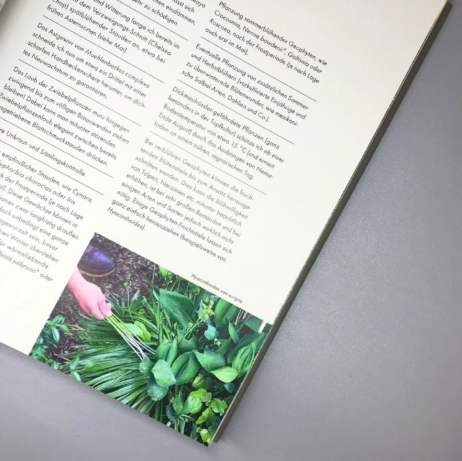 Mein Garten Im Wandel (Peter Janke) 4 Mein Garten Im Wandel (Peter Janke) – Bild 2