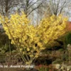 Hamamelis X Intermedia 'Arnold Promise' (Großblütige Zaubernuss) -Gartenpflanzen Verkaufsladen 32241 Hamamelis 20x 20intermedia 20Arnold 20Promise Grossbluetige 20Zaubernuss 1 225d21ee c479 4068 bb44 14e7c71f922d