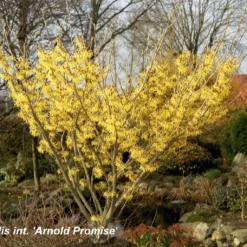 Hamamelis X Intermedia 'Arnold Promise' (Großblütige Zaubernuss)