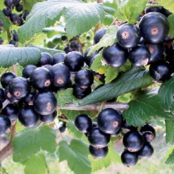 Ribes Nigrum 'Bona' (Schwarze Johannisbeere)