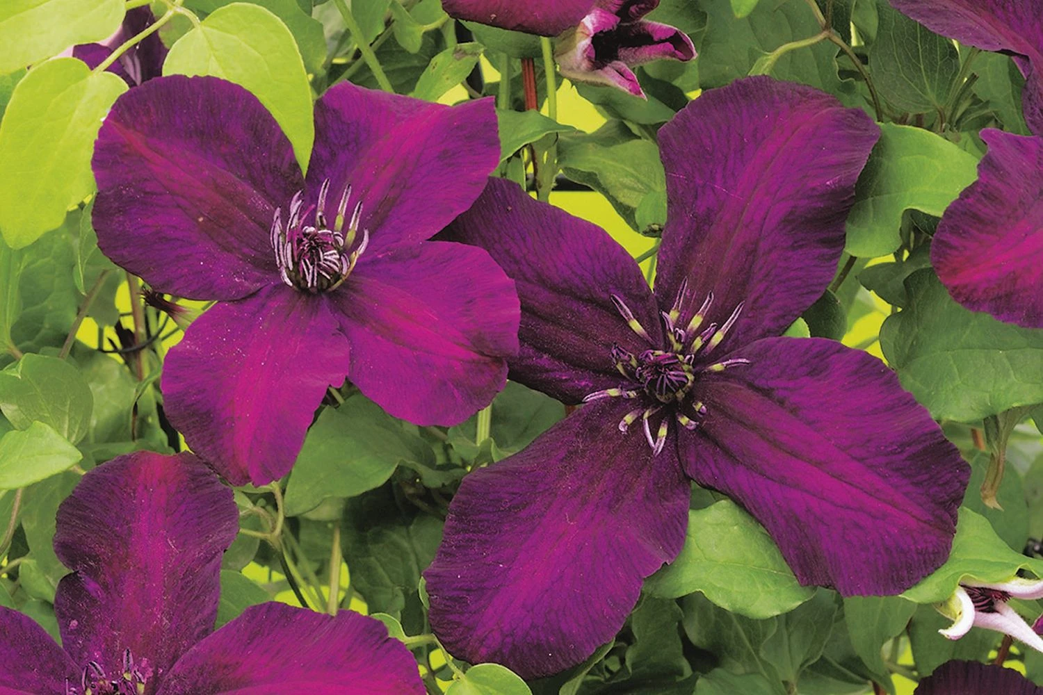 Clematis Viticella 'Dark Eyes' (Waldrebe) 3 Clematis Viticella 'Dark Eyes' (Waldrebe)