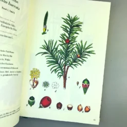 Die Flora Von Deutschland (Jacob Sturm) -Gartenpflanzen Verkaufsladen 33049 Die 20Flora 20von 20Deutschland Jacob 20Sturm 5