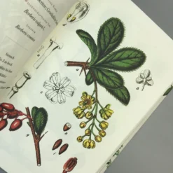 Die Flora Von Deutschland (Jacob Sturm) -Gartenpflanzen Verkaufsladen 33049 Die 20Flora 20von 20Deutschland Jacob 20Sturm 6