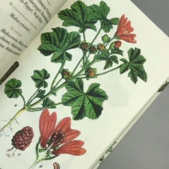 Die Flora Von Deutschland (Jacob Sturm) -Gartenpflanzen Verkaufsladen 33049 Die 20Flora 20von 20Deutschland Jacob 20Sturm 7