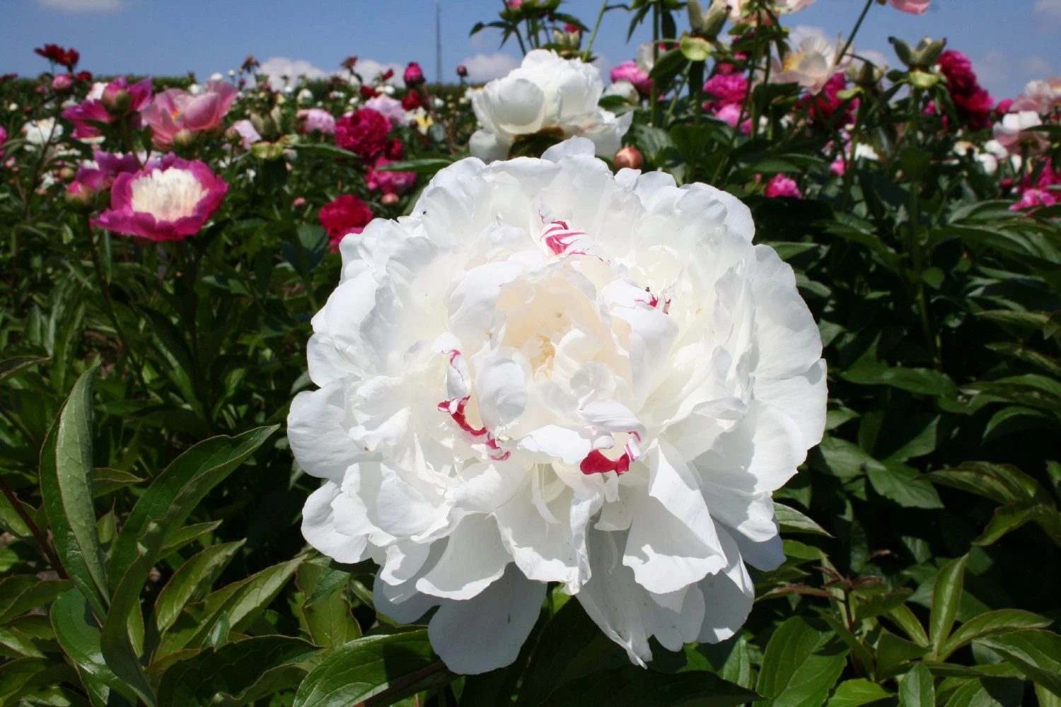 Paeonia Lactiflora 'Festiva Maxima' (Staudenpfingstrose) 3 Paeonia Lactiflora 'Festiva Maxima' (Staudenpfingstrose)