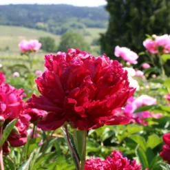 Paeonia Lactiflora 'Fokker' (Staudenpfingstrose)