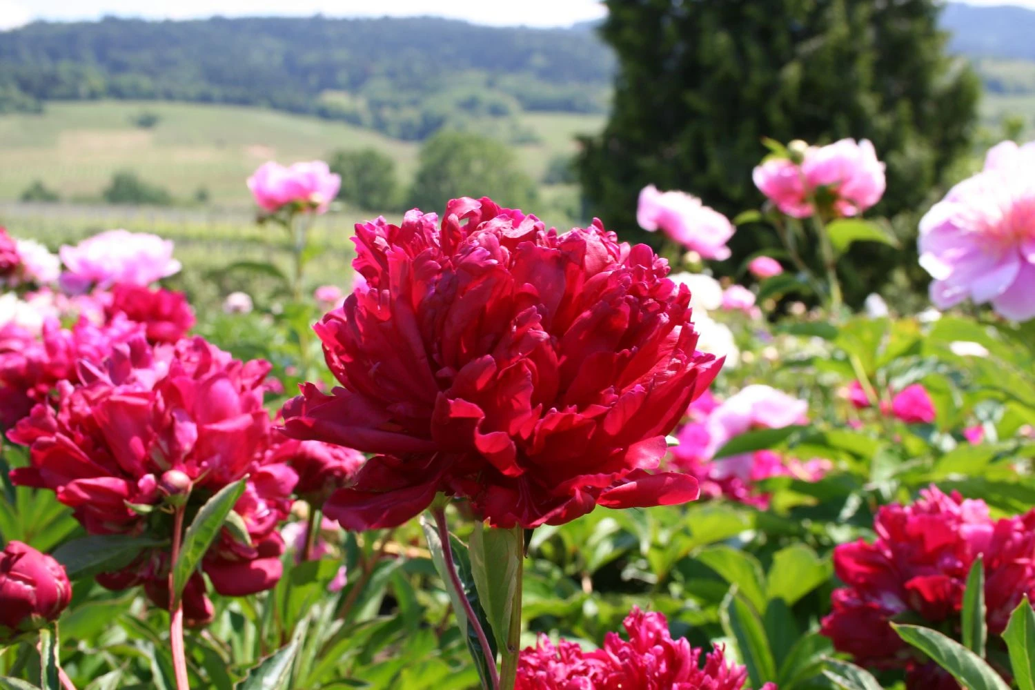 Paeonia Lactiflora 'Fokker' (Staudenpfingstrose) 3 Paeonia Lactiflora 'Fokker' (Staudenpfingstrose)