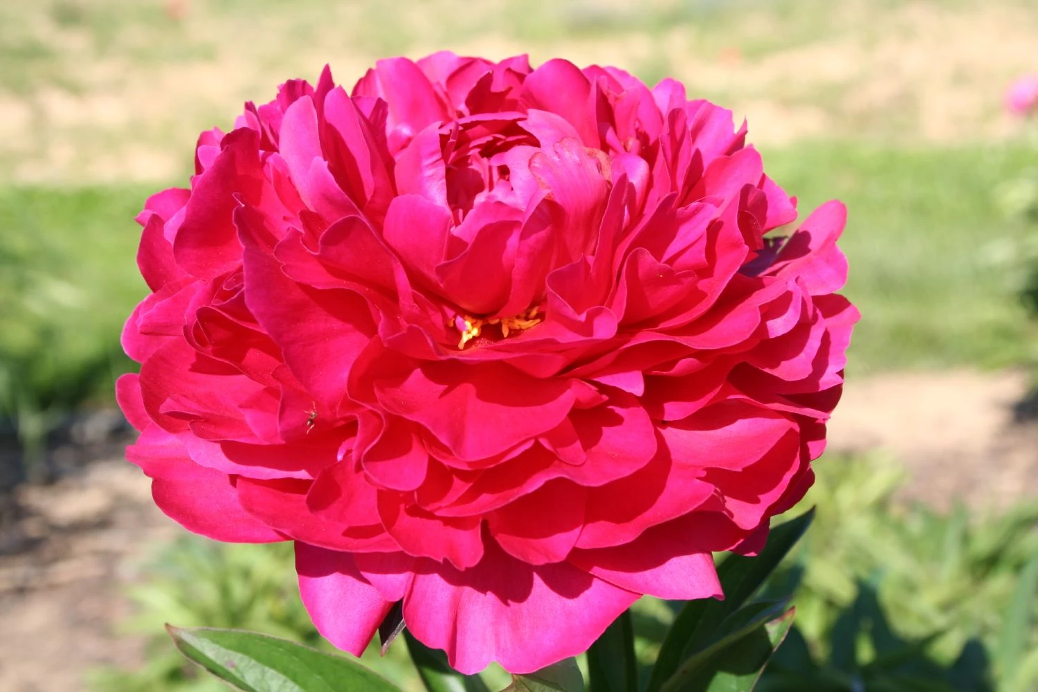 Paeonia Lactiflora 'Kansas' (Staudenpfingstrose) 3 Paeonia Lactiflora 'Kansas' (Staudenpfingstrose)