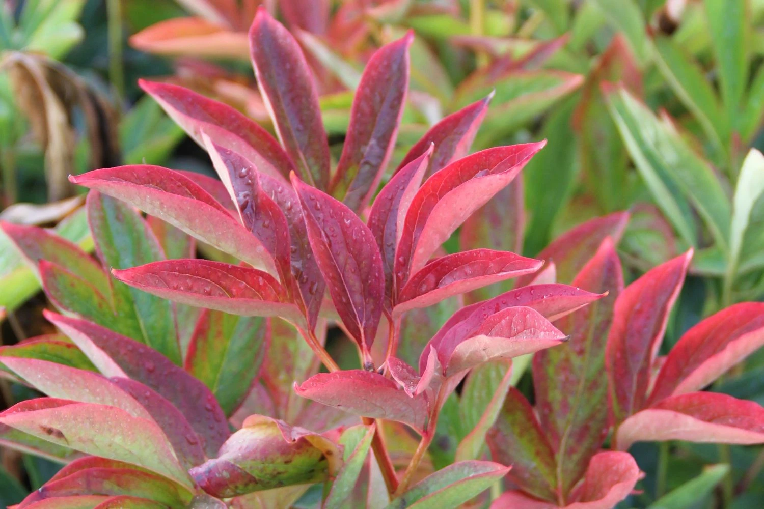 Paeonia Lactiflora 'Kansas' (Staudenpfingstrose) 4 Paeonia Lactiflora 'Kansas' (Staudenpfingstrose) – Bild 2
