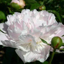 Paeonia Lactiflora 'Noemie Demay' (Staudenpfingstrose)