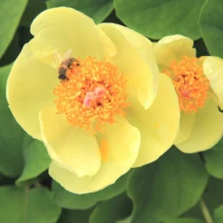 Paeonia Mlokosewitschii (Gelbblühende Kaukasus-Pfingstrose)