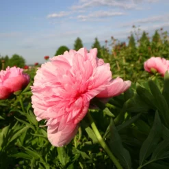 Paeonia Officinalis 'Rosea Plena' (Bauerngarten-Pfingstrose) 5 Paeonia Officinalis 'Rosea Plena' (Bauerngarten-Pfingstrose) -Gartenpflanzen Verkaufsladen 3412 Paeonia 20officinalis 20Rosea 20Plena Bauerngarten Pfingstrose 2