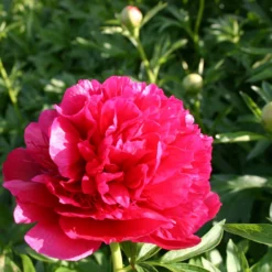Paeonia Officinalis 'Rubra Plena' (Bauerngarten-Pfingstrose)