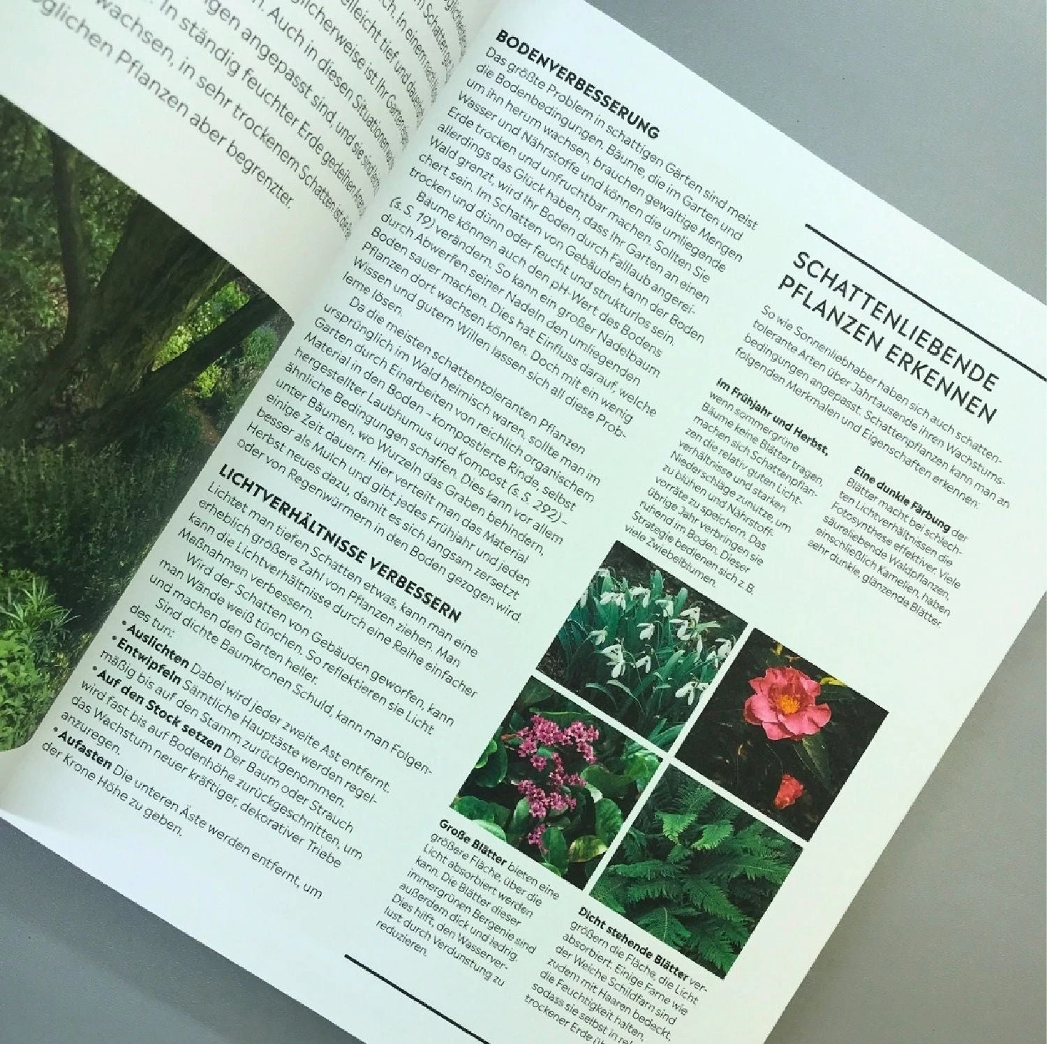 Richtig Gut Gärtnern (RHS Royal Horticulture Society) 7 Richtig Gut Gärtnern (RHS Royal Horticulture Society) – Bild 5
