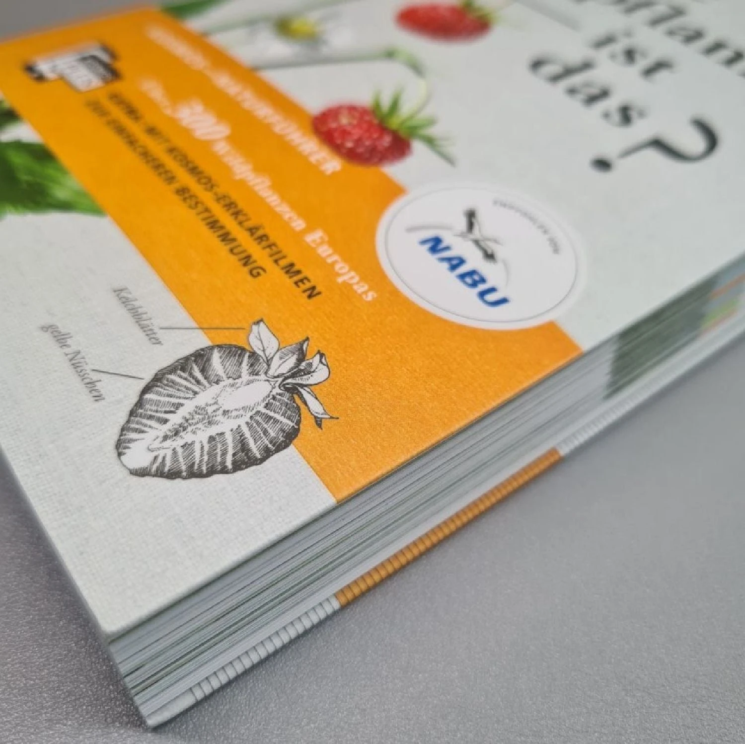 Welche Essbare Wildpflanze Ist Das? (Über 300 Wildpflanzen Europas) – Bild 2