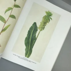 FLOWERS! (Blumen In Der Kunst Des 20. Jahrhunderts) 10 FLOWERS! (Blumen In Der Kunst Des 20. Jahrhunderts) -Gartenpflanzen Verkaufsladen 36039 FLOWERS Blumen 20in 20der 20Kunst 20des 2020 20Jahrhunderts 4 d5b314c6 9832 42a6 9d78 e8486d2e12ef