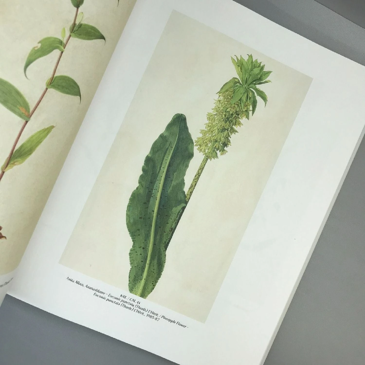 FLOWERS! (Blumen In Der Kunst Des 20. Jahrhunderts) 5 FLOWERS! (Blumen In Der Kunst Des 20. Jahrhunderts) – Bild 3