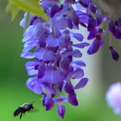 Wisteria Sinensis 'Prolific' (Blauregen)