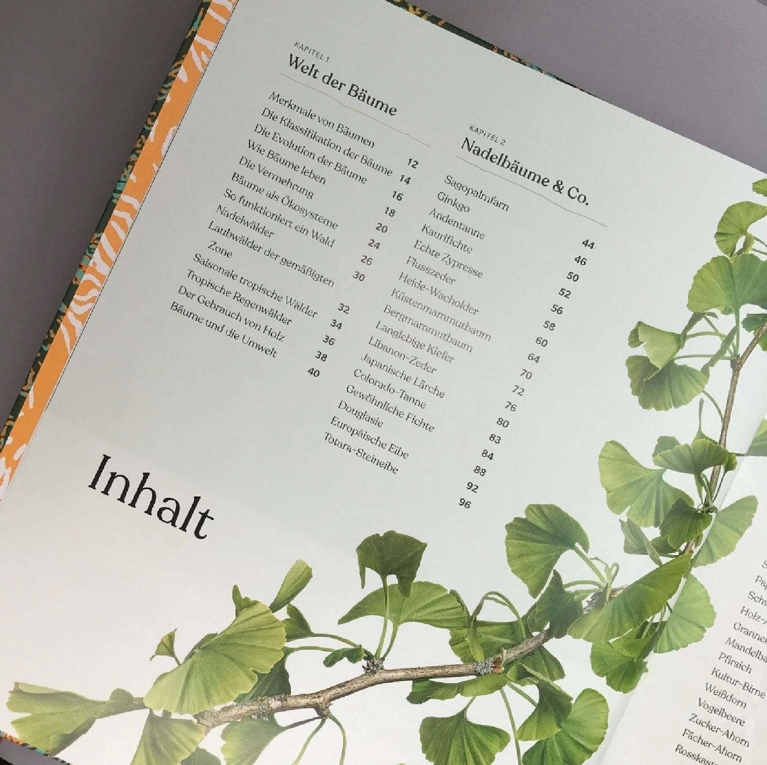 Alles über Bäume (Eine Natur- Und Kulturgeschichte) 4 Alles über Bäume (Eine Natur- Und Kulturgeschichte) – Bild 2