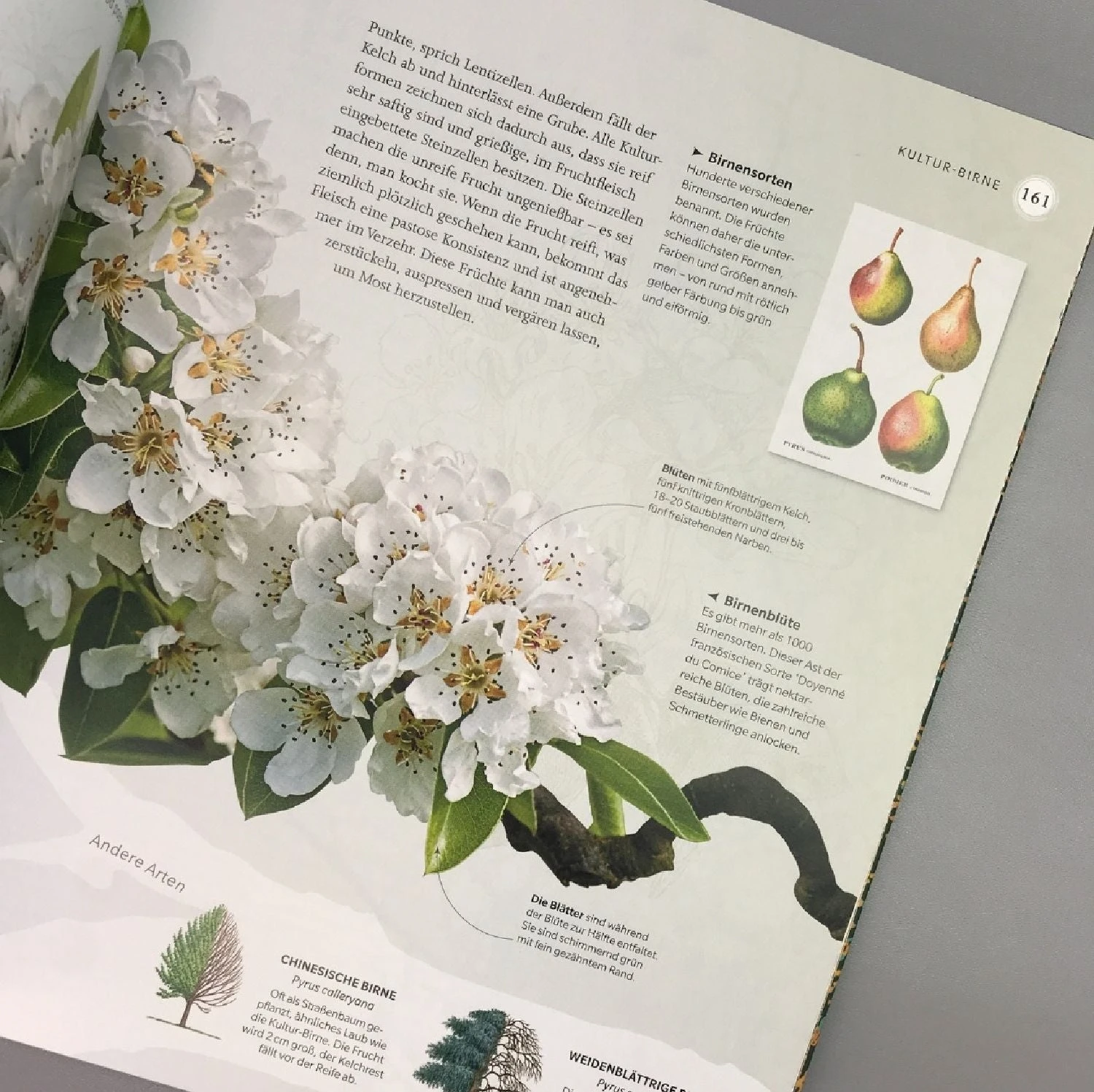 Alles über Bäume (Eine Natur- Und Kulturgeschichte) 7 Alles über Bäume (Eine Natur- Und Kulturgeschichte) – Bild 5