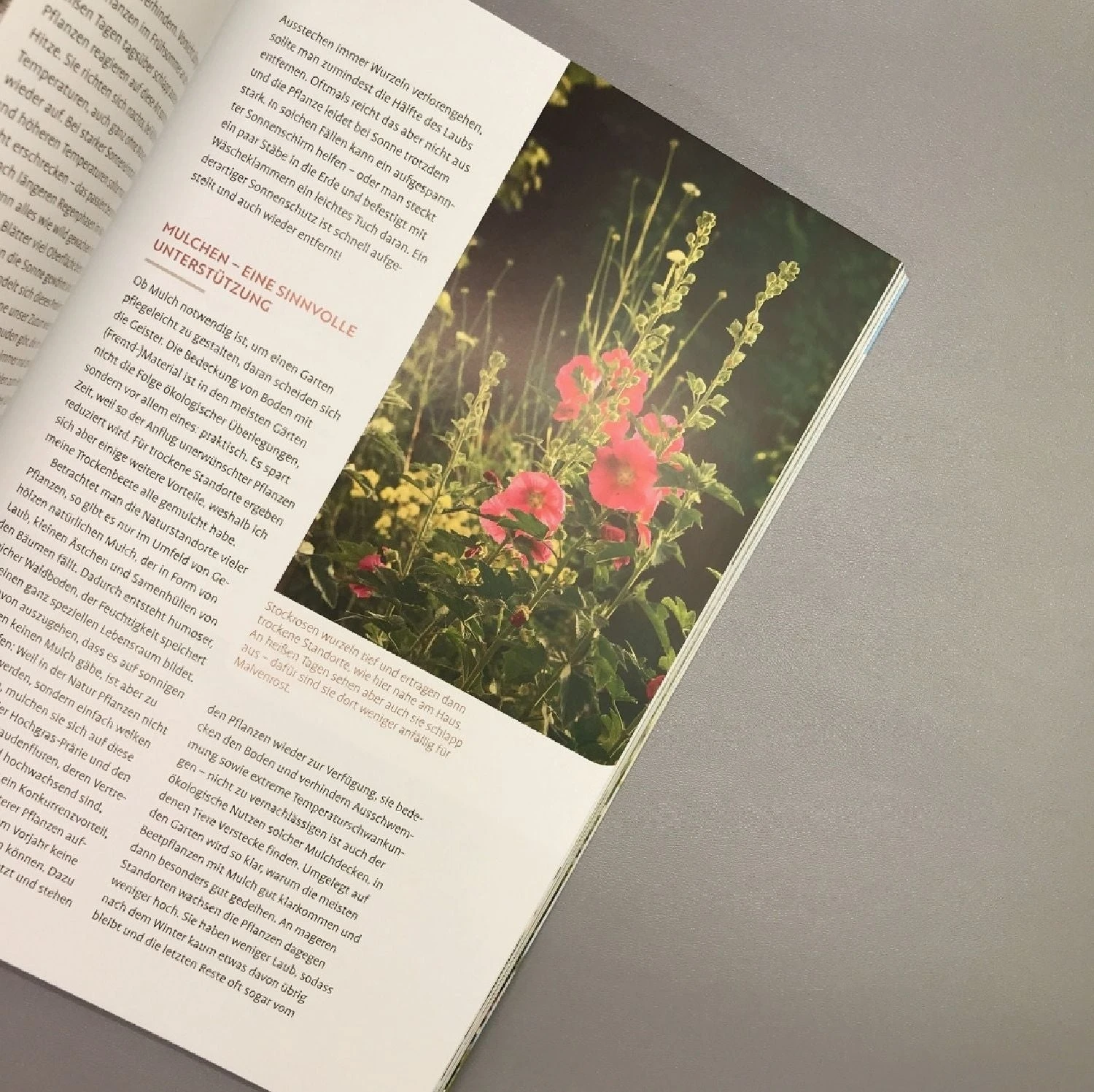 Echte Hitzeprofis (Katrin Lugerbauer) 7 Echte Hitzeprofis (Katrin Lugerbauer) – Bild 5