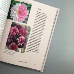 Dahlien Zauber (Sarah Stiller) -Gartenpflanzen Verkaufsladen 38278 Dahlien 20Zauber Sarah 20Stiller 4