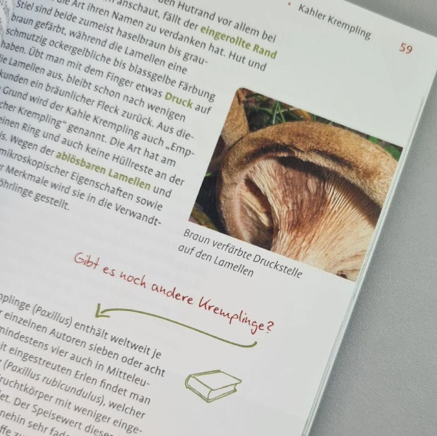 Pilze FAQ (Björn Wergen) 5 Pilze FAQ (Björn Wergen) – Bild 3