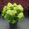 Hydrangea Paniculata 'Little Lime' (Rispenhortensie) -Gartenpflanzen Verkaufsladen 42717 Hydrangea 20paniculata 20Little 20Lime Rispenhortensie 1