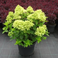 Hydrangea Paniculata 'Little Lime' (Rispenhortensie)
